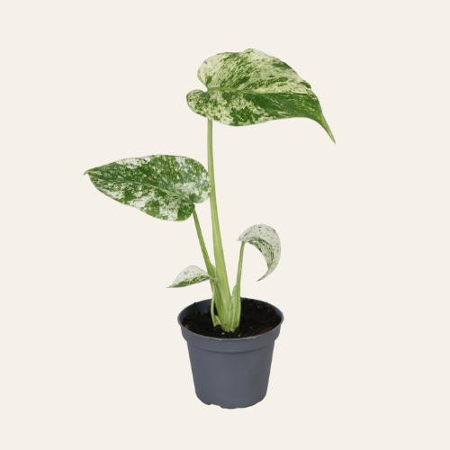 Monstera Deliciosa Mint Variegata