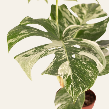 Monstera Deliciosa 'Variegata'