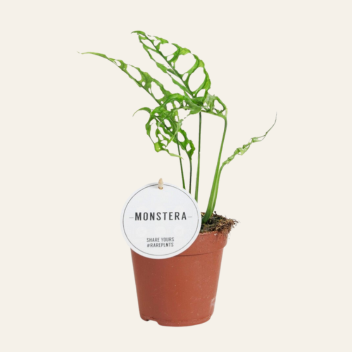 Monstera Obliqua Peru