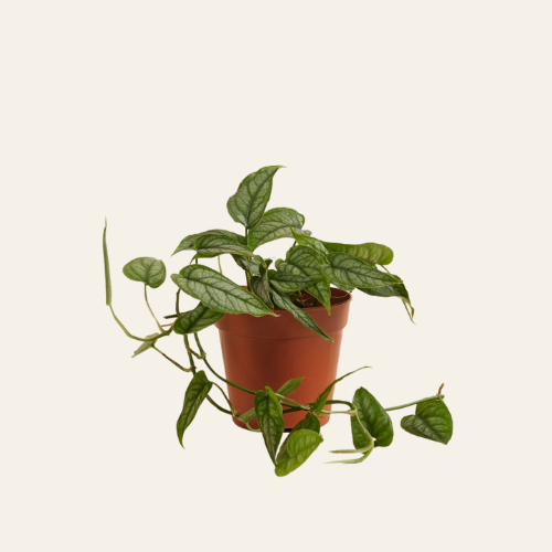 Monstera Siltepecana