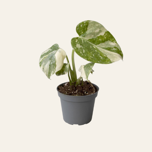 Monstera Thai Constellation