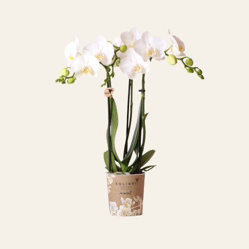 Kolibri Orchids | Orchidea Phalaenopsis bianca – Amabilis – diametro vaso Ø9 cm