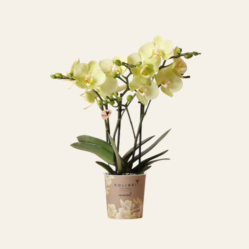 Kolibri Orchids | Orchidea Phalaenopsis gialla ‘Mexico’ – vaso Ø9 cm