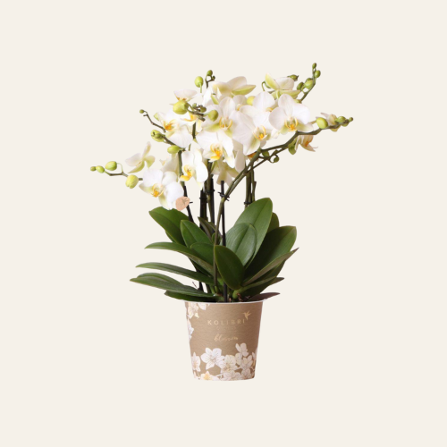 Kolibri Orchids | Orchidea Phalaenopsis bianca - Lausanne - diametro vaso Ø12cm