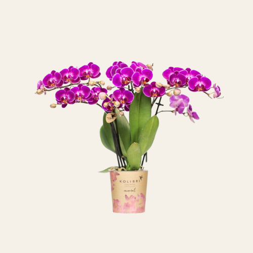 Kolibri Orchids | Orchidea Phalaenopsis viola ‘Morelia’ – vaso Ø9 cm