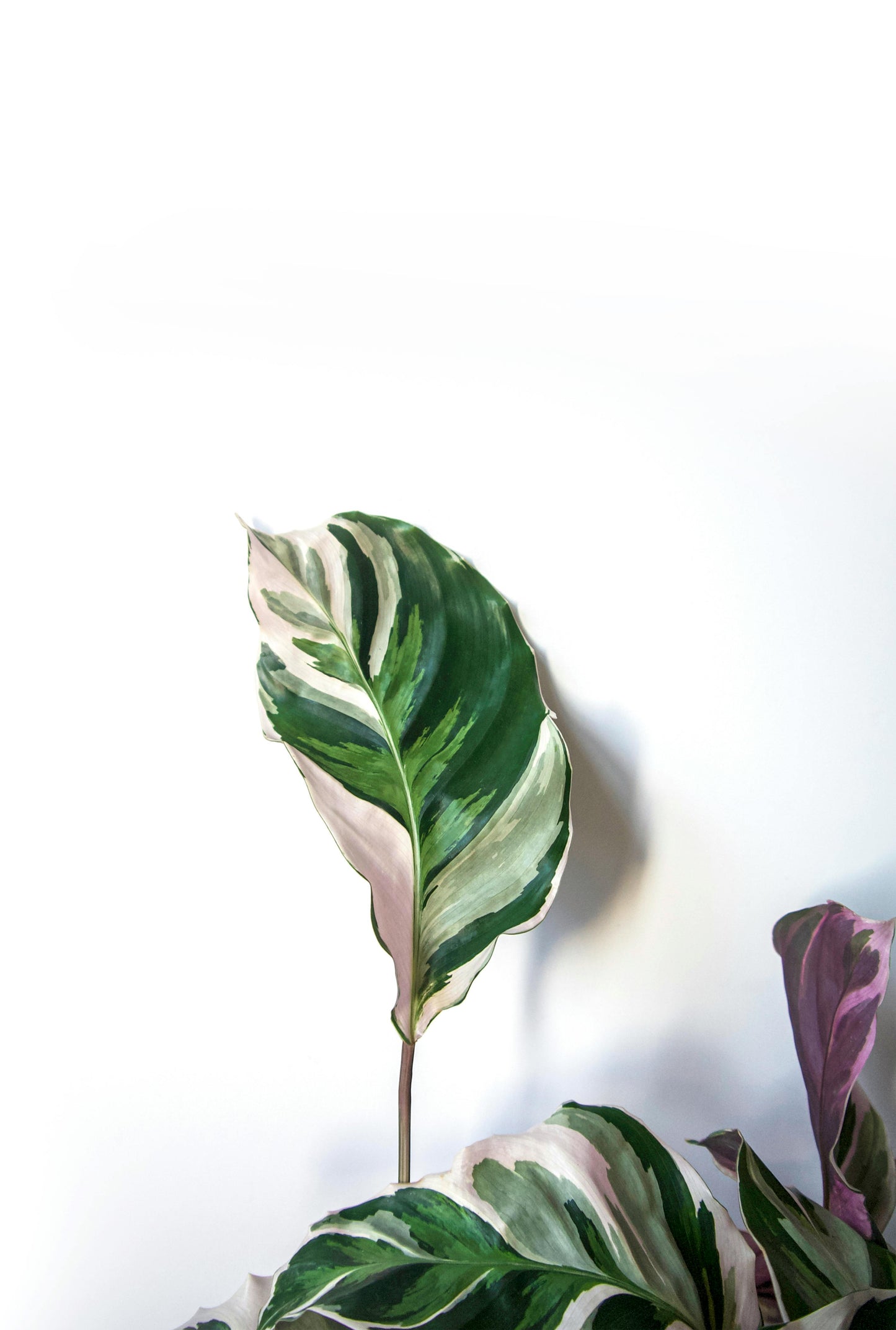Calathea 'Fusion White'