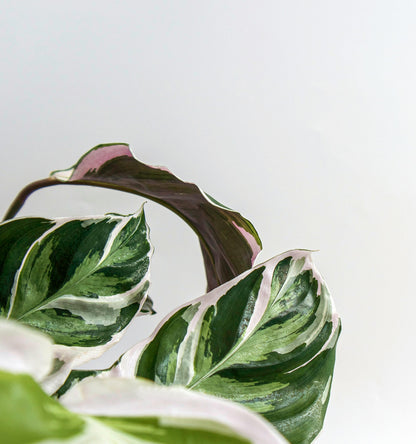 Calathea 'Fusion White'