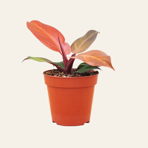 Philodendron McColley's Finale