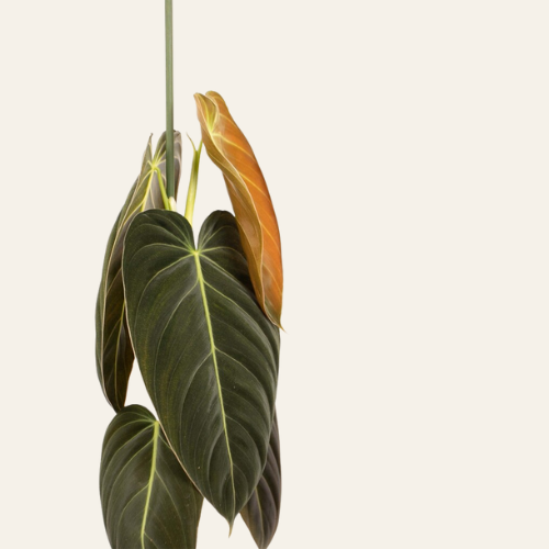 Philodendron Melanochrysum