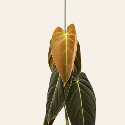 Philodendron Melanochrysum