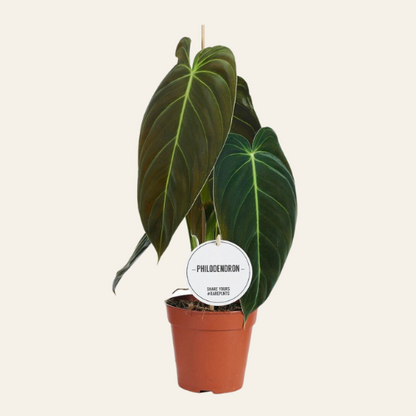 Philodendron Melanochrysum