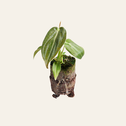Philodendron Melanochrysum