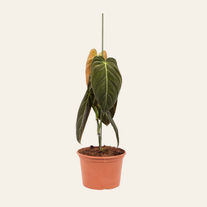 Philodendron Melanochrysum