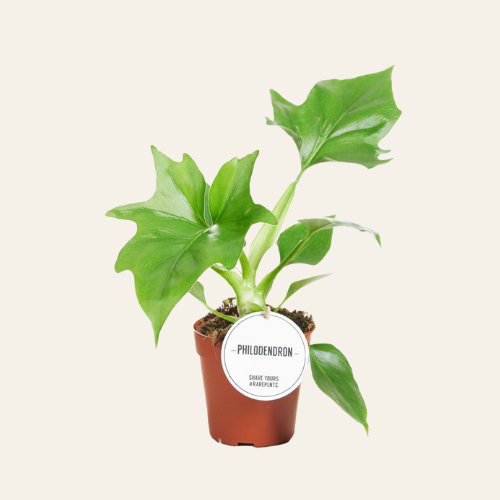 Philodendron Warszewiczii