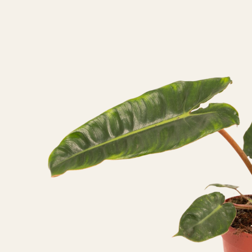 Philodendron Billietiae