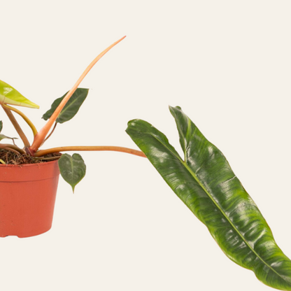 Philodendron Billietiae