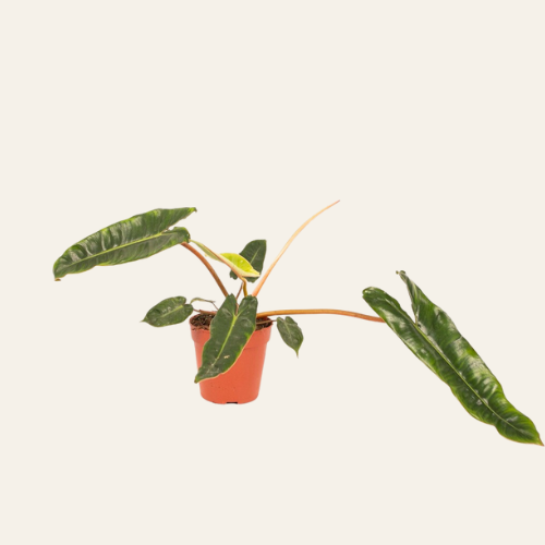 Philodendron Billietiae