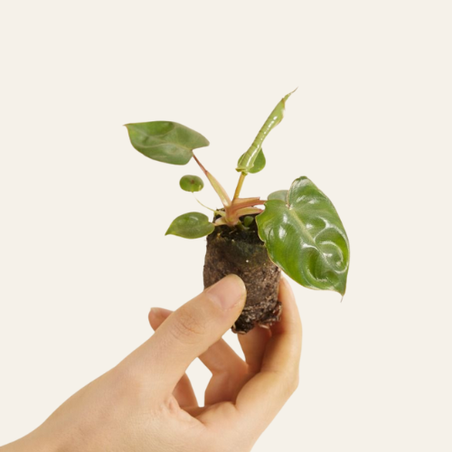 Philodendron Billietiae