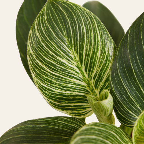 Philodendron Birkin