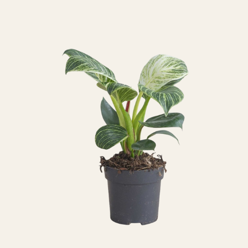 Philodendron Birkin