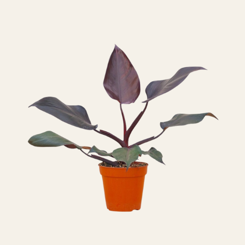 Philodendron Burgundy Princess