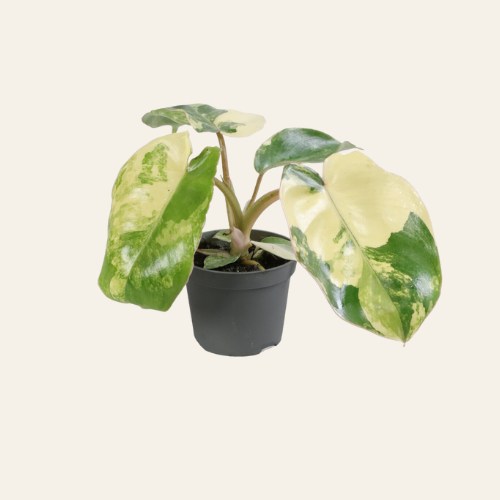 Philodendron Burle Marx Variegated