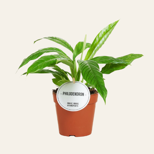 Philodendron Campii