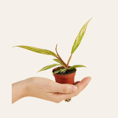 Philodendron Caramel Marble