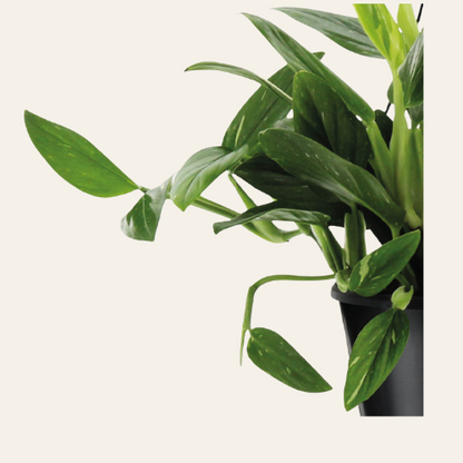 Philodendron Cobra
