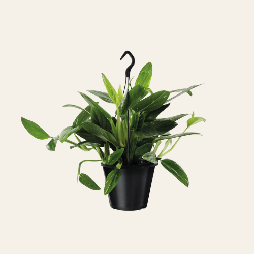 Philodendron Cobra