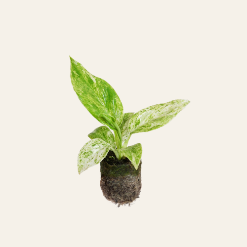 Philodendron Giganteum Blizzard
