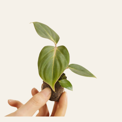 Philodendron Gloriosum