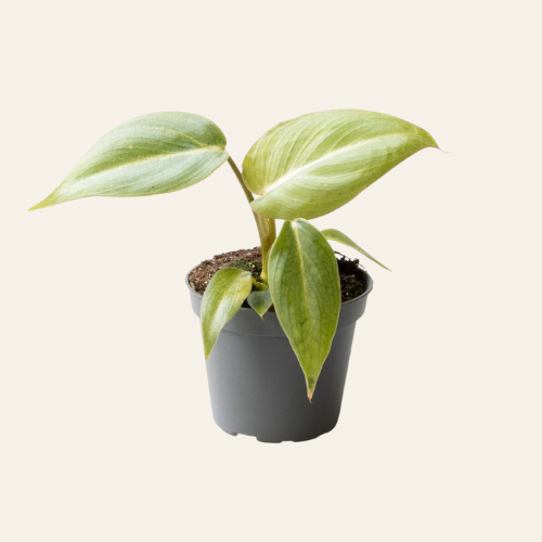 Philodendron Gloriosum