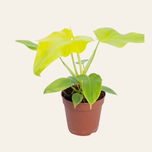 Philodendron Golden Violin