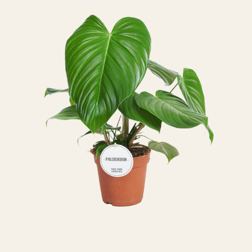 Philodendron Grandipes