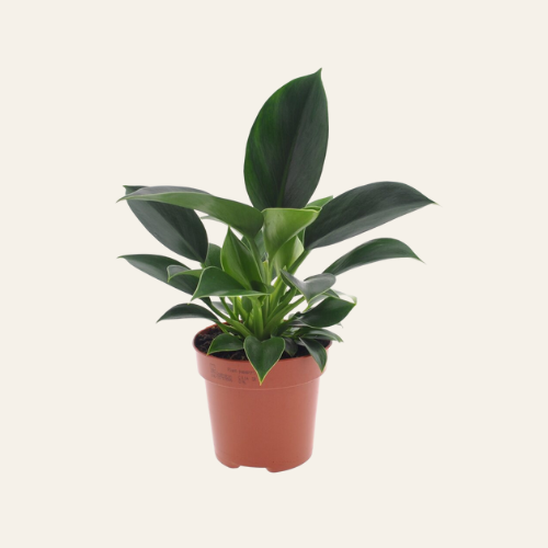 Philodendron 'Green Princess'