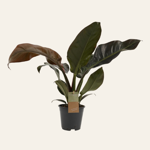 Philodendron Imperial Red