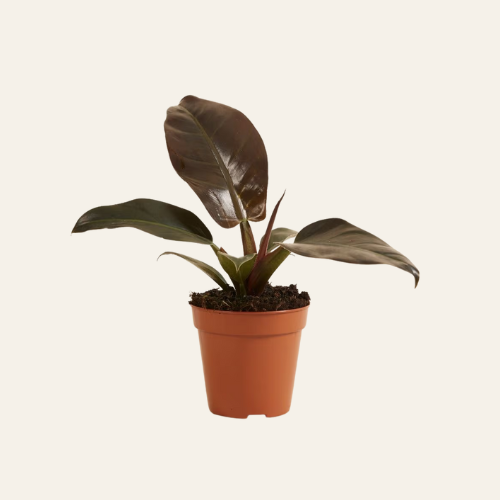 Philodendron Imperial Red