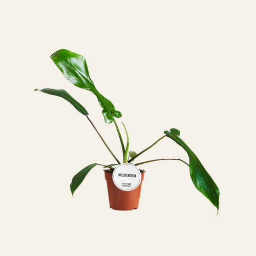 Philodendron Joepii