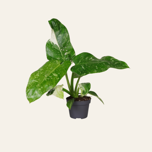 Philodendron Jose Buono