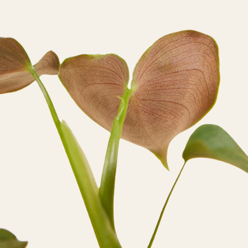 Philodendron Lupinum