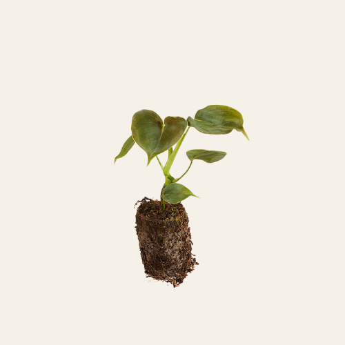 Philodendron Lupinum
