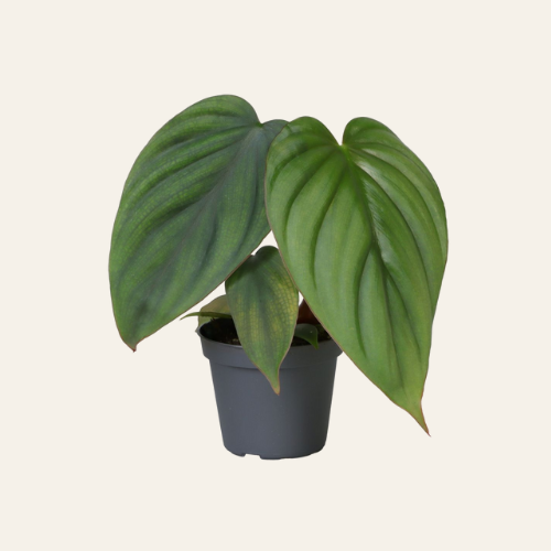 Philodendron Mamei