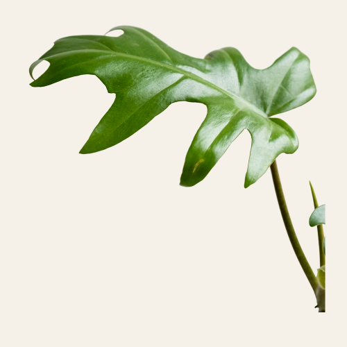 Philodendron Mayoi