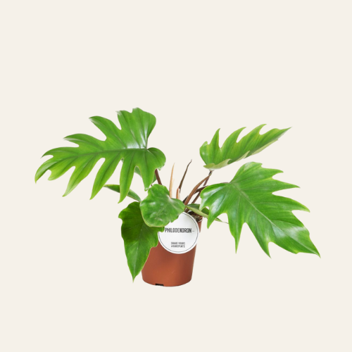Philodendron Mayoi
