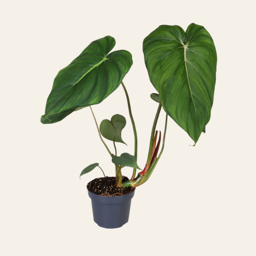 Philodendron McDowell