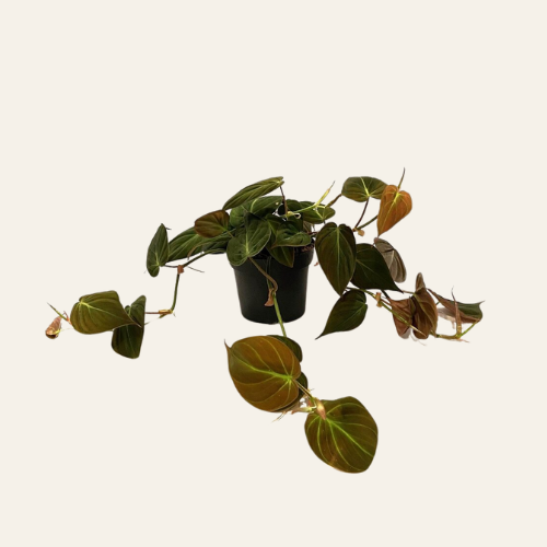 Philodendron Micans