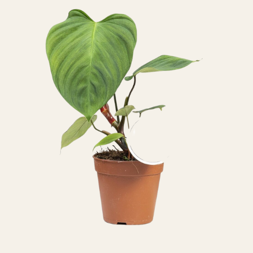 Philodendron Nangaritens 'Fuzzy Petiole'