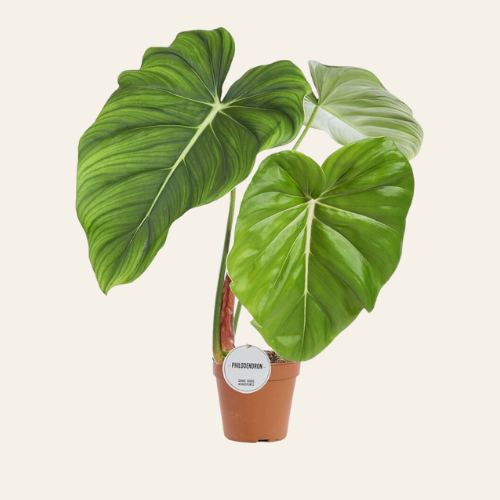 Philodendron Pastazanum