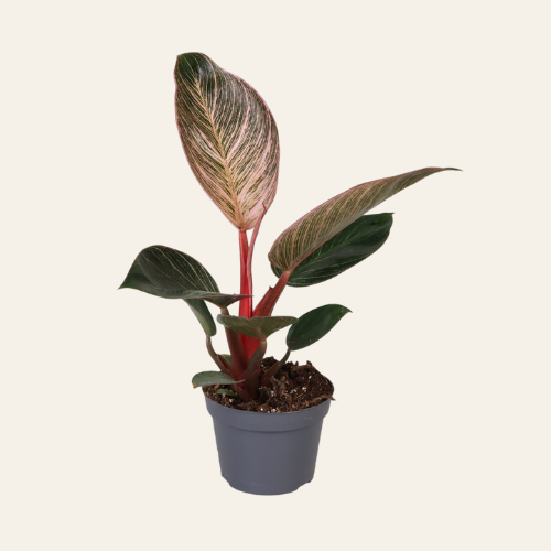 Philodendron Pink Bikini